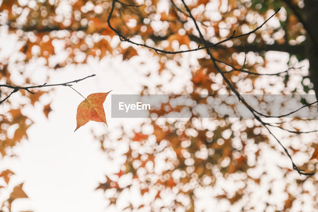 tree, plant, leaf, autumn, branch, plant part, nature, beauty in nature, no people, outdoors, spring, sunlight, flower, fragility, day, sky, tranquility, twig, low angle view, springtime, focus on foreground, scenics - nature, environment, growth, white, close-up, blossom, backgrounds, freshness