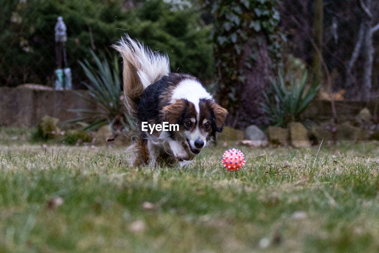 portrait of dog running on field