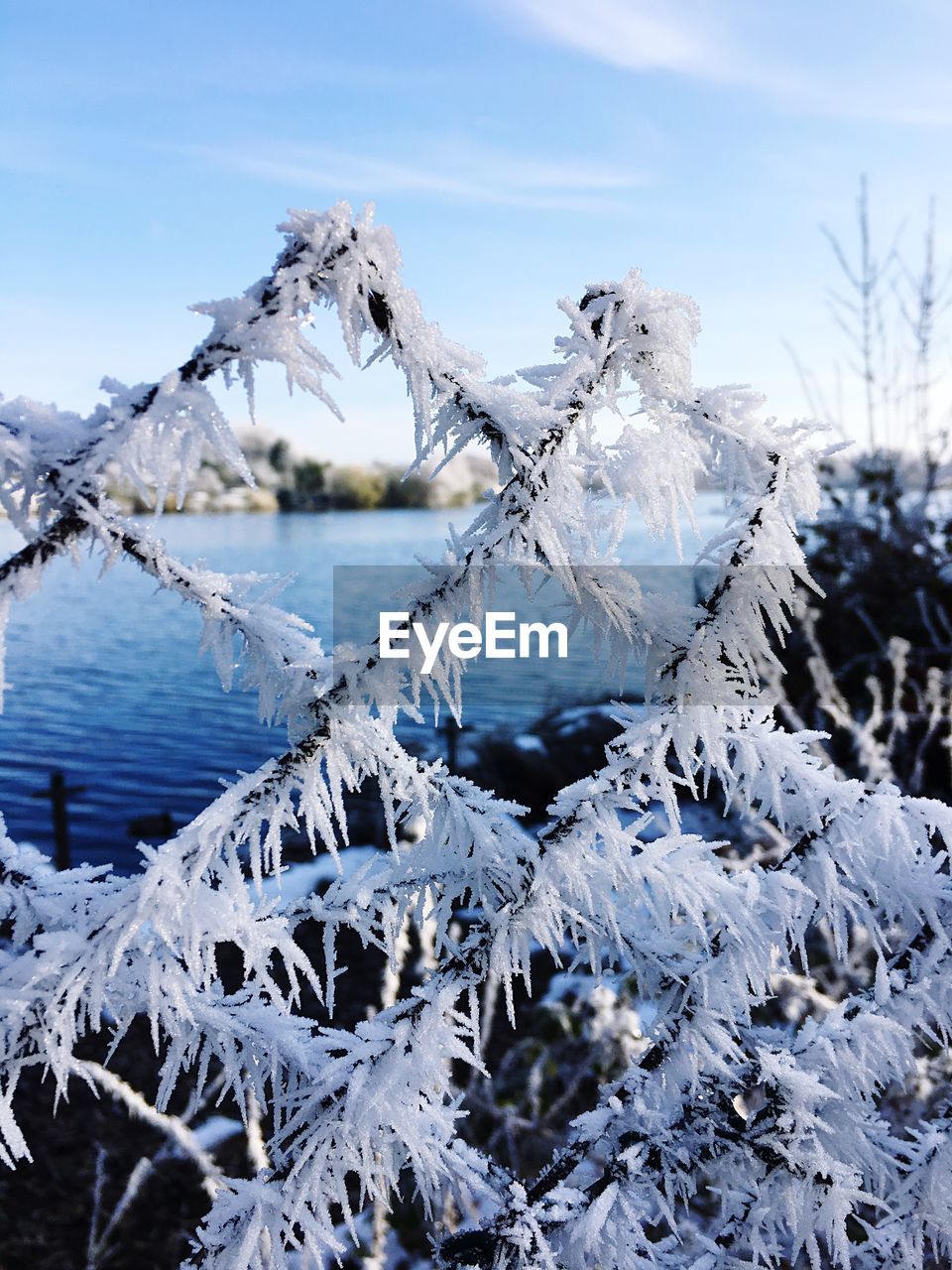 CLOSE-UP OF FROZEN TREE DURING WINTER