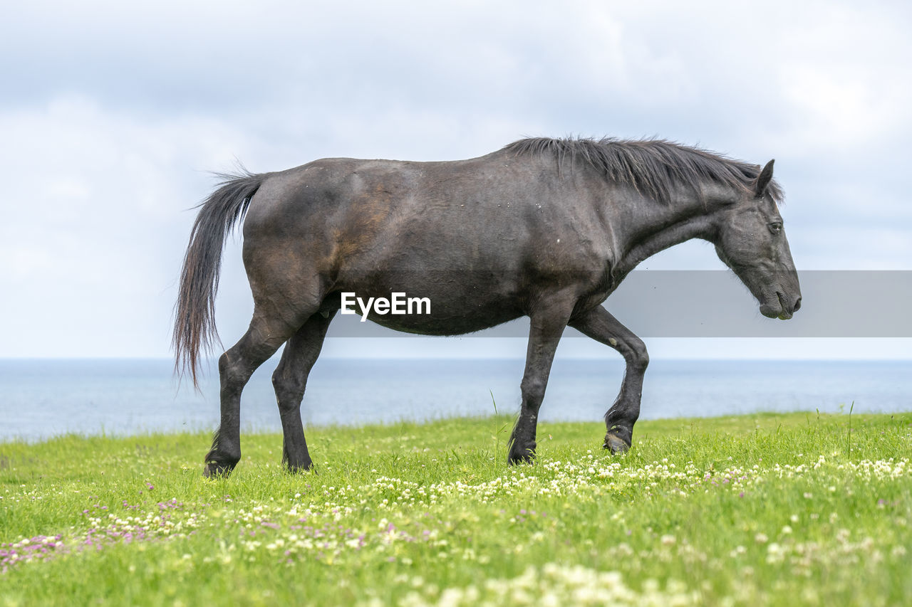 HORSE STANDING IN FIELD