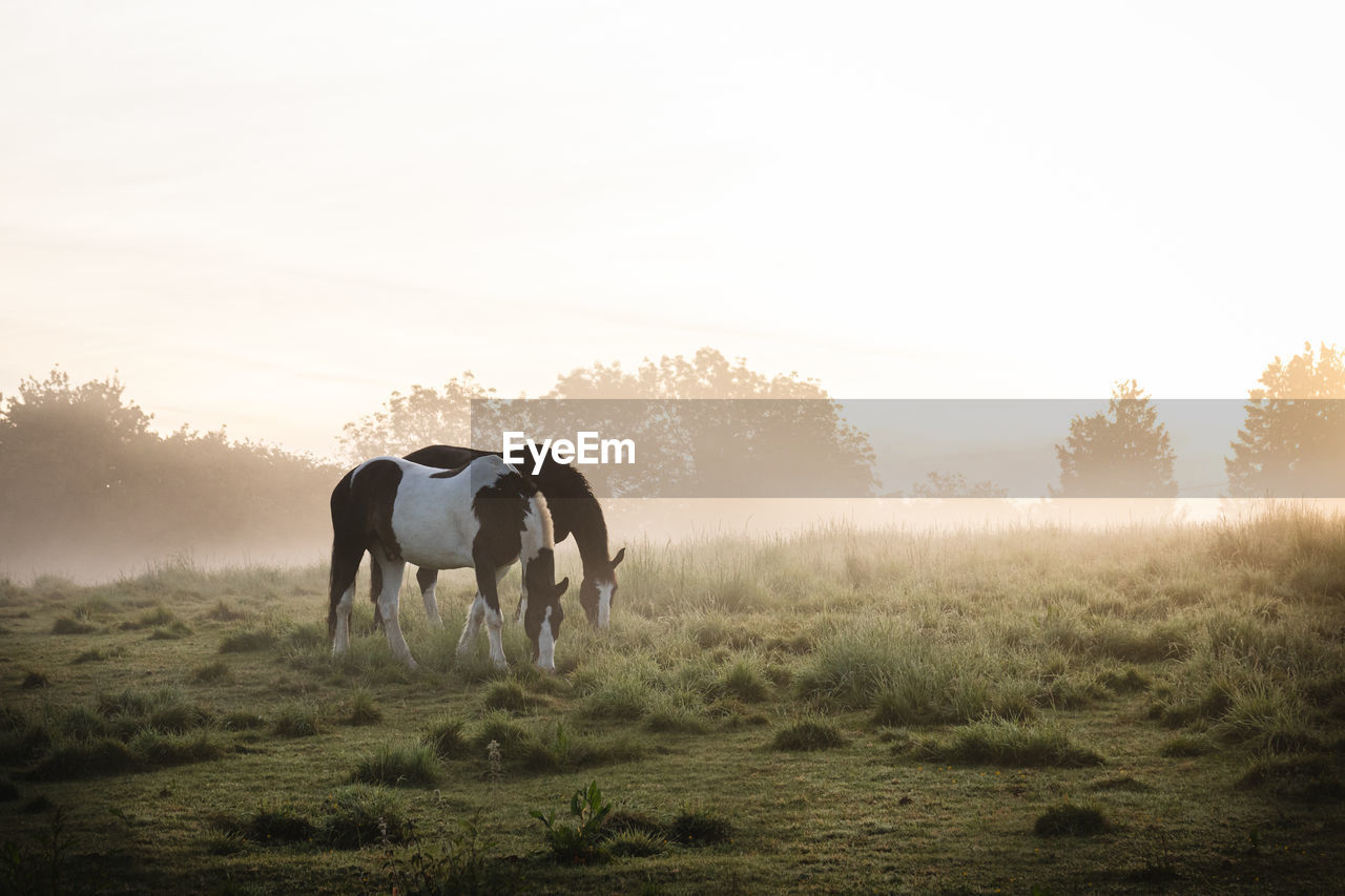 Two horses grazing in a meadow surrounded by mist 