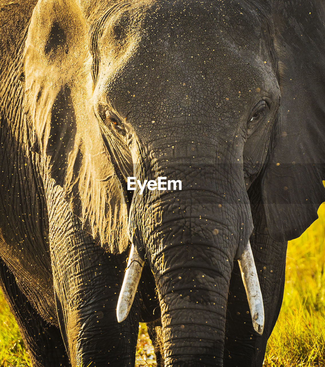close-up of elephant on field
