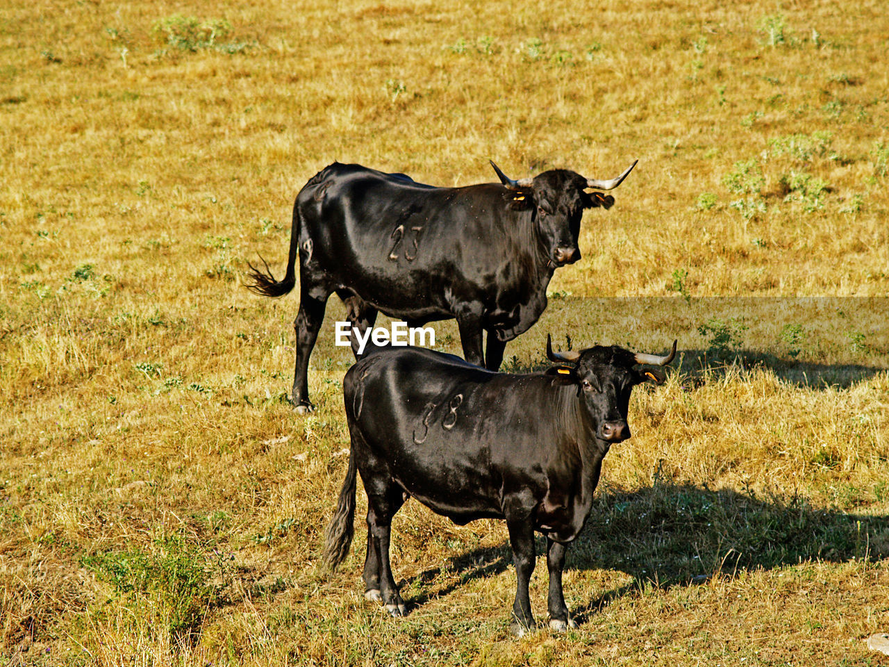 Cows on field