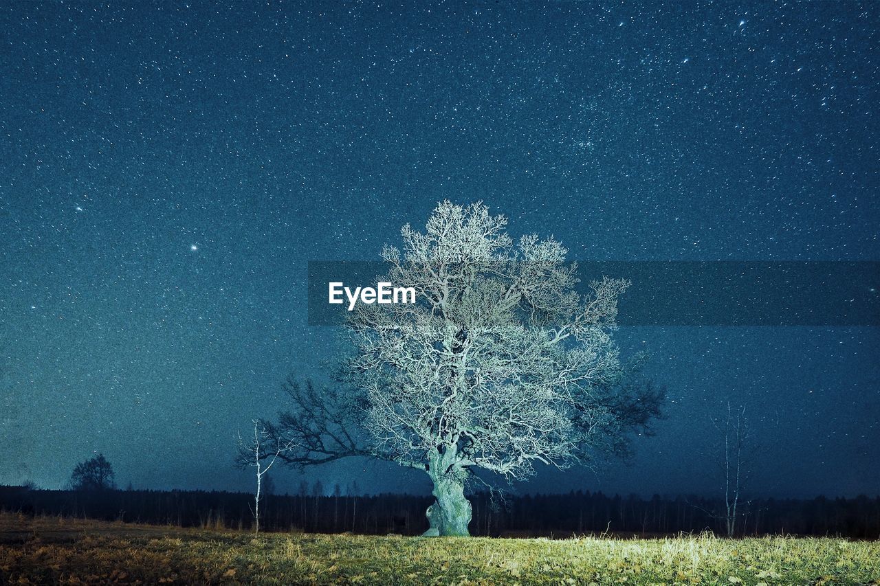 Tree on field against star field