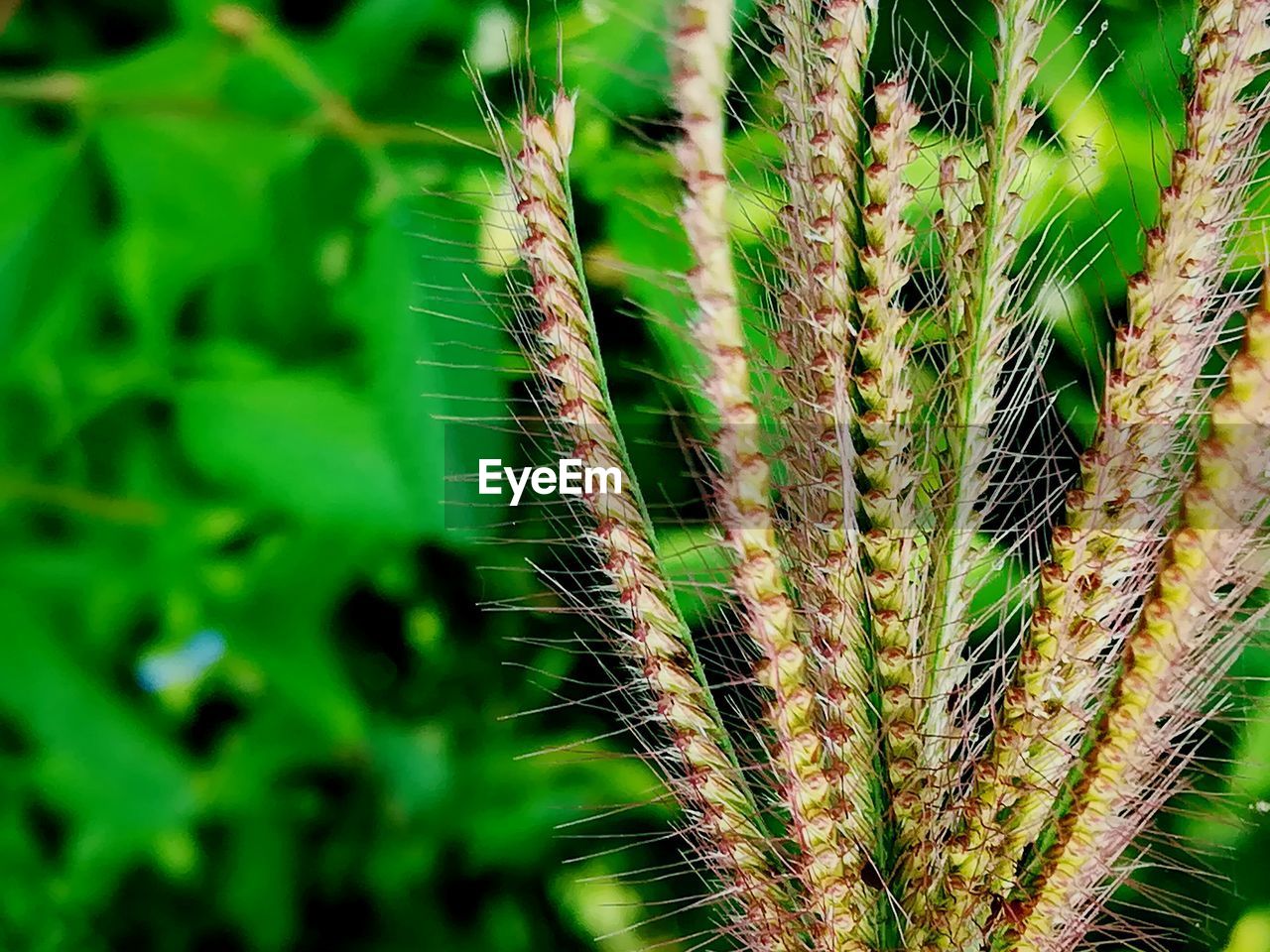 CLOSE-UP OF FRESH PLANT IN FIELD