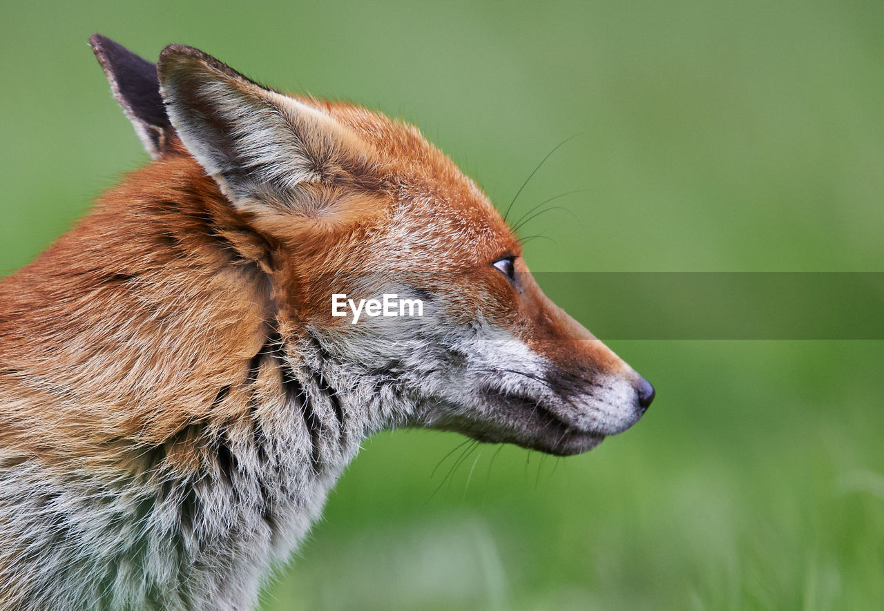 Close-up of fox looking away