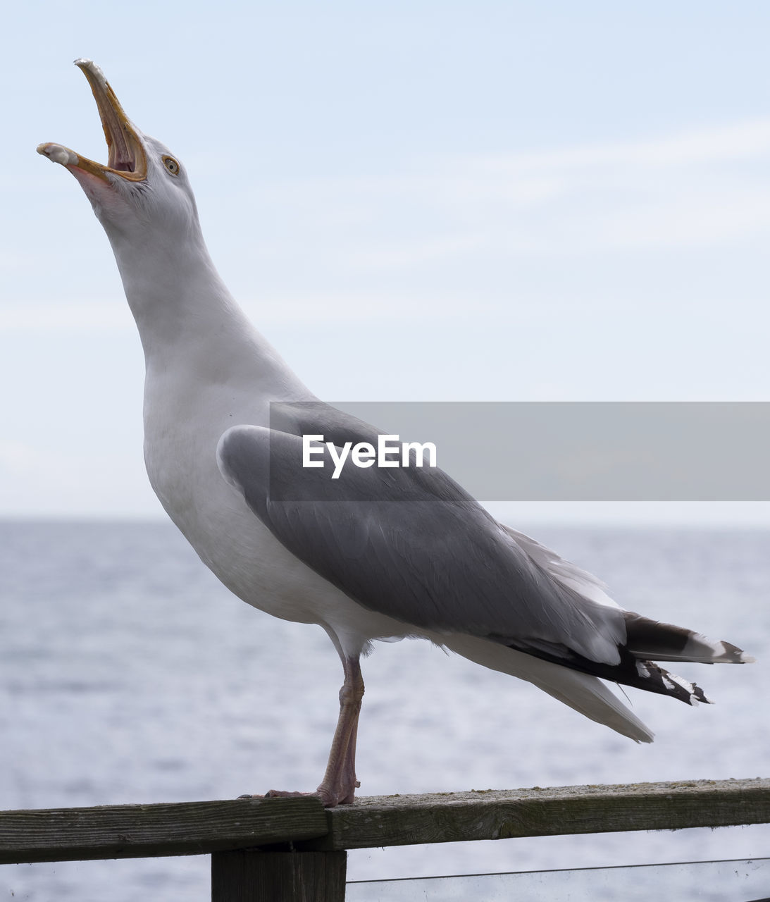 Close-up of seagull