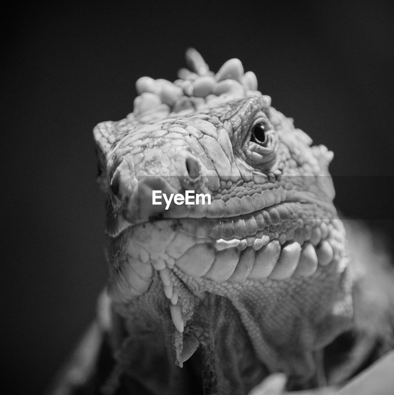 Close-up of a reptile against black background