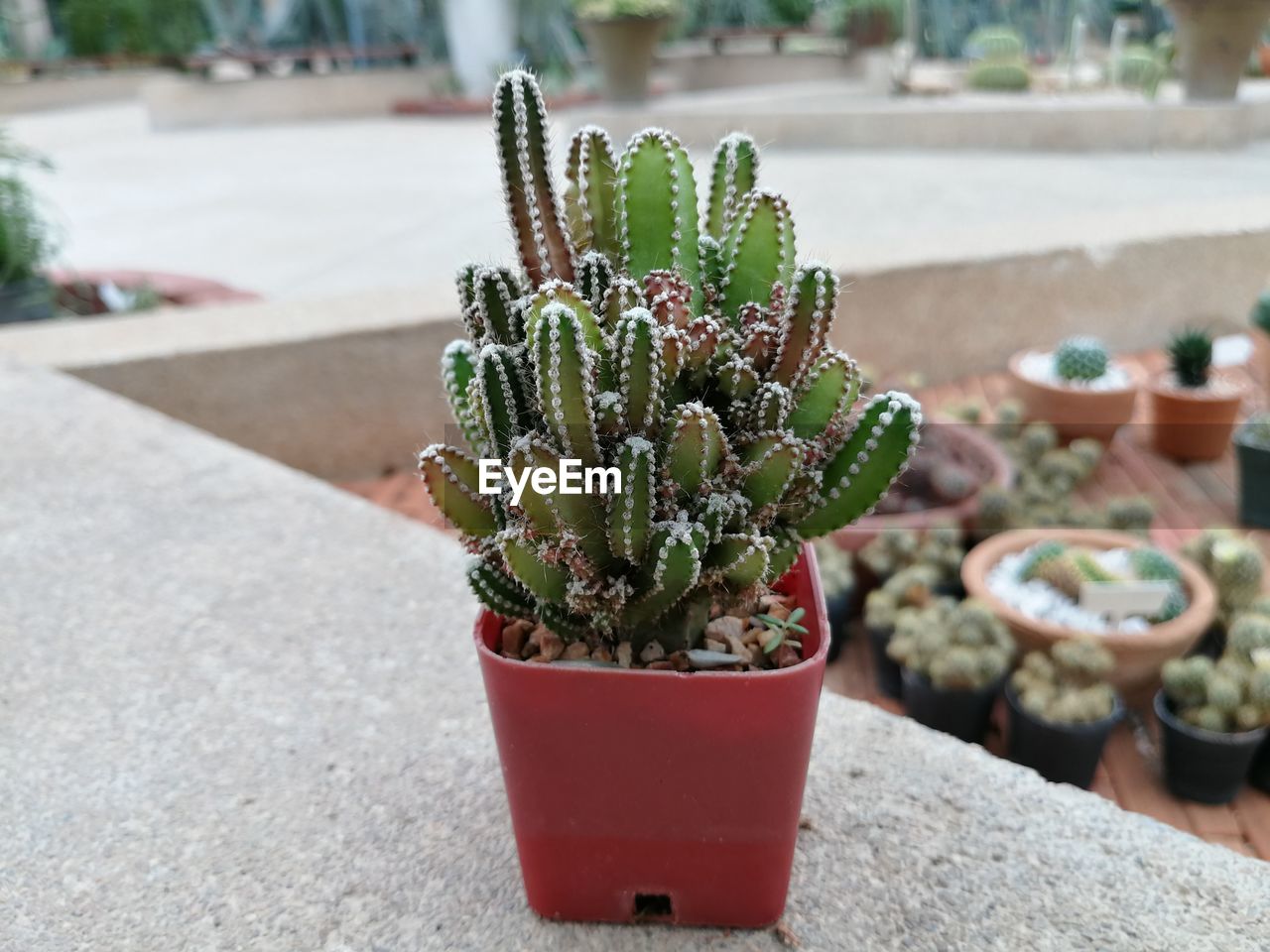 CLOSE-UP OF POTTED PLANT
