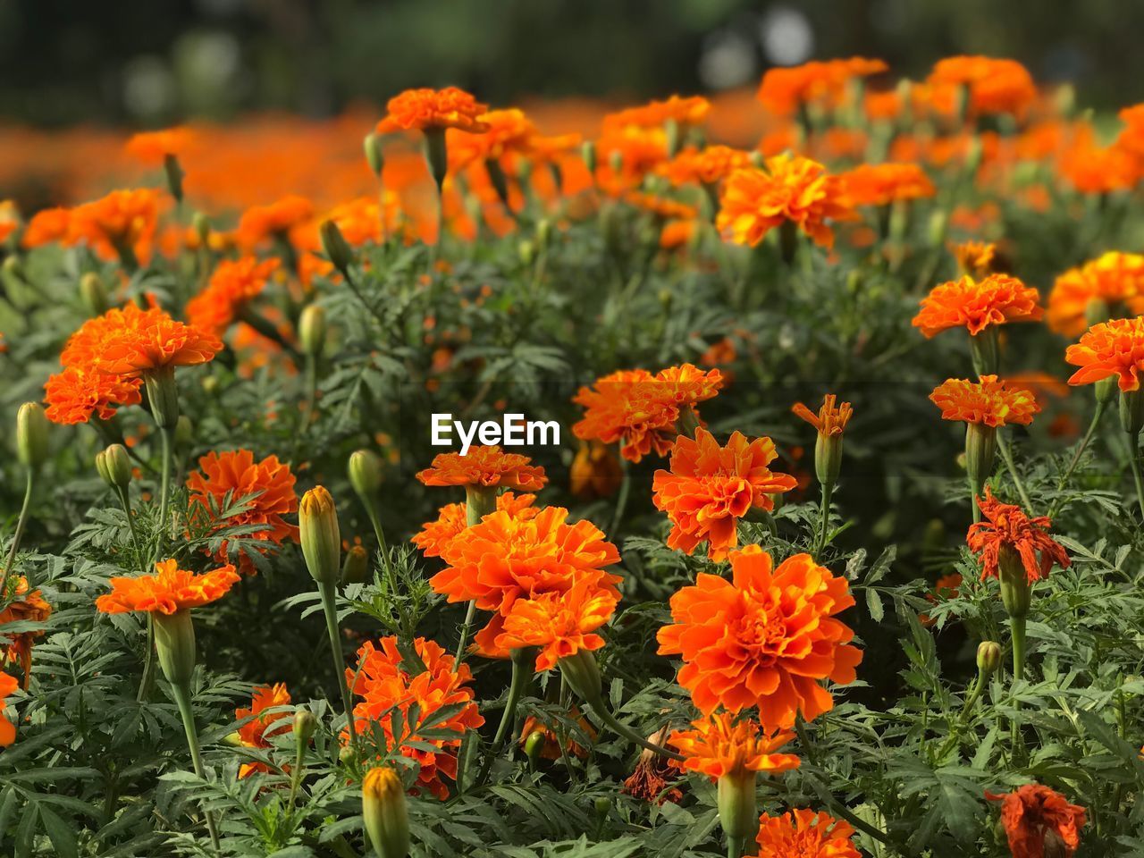 CLOSE-UP OF ORANGE FLOWERS BLOOMING ON FIELD