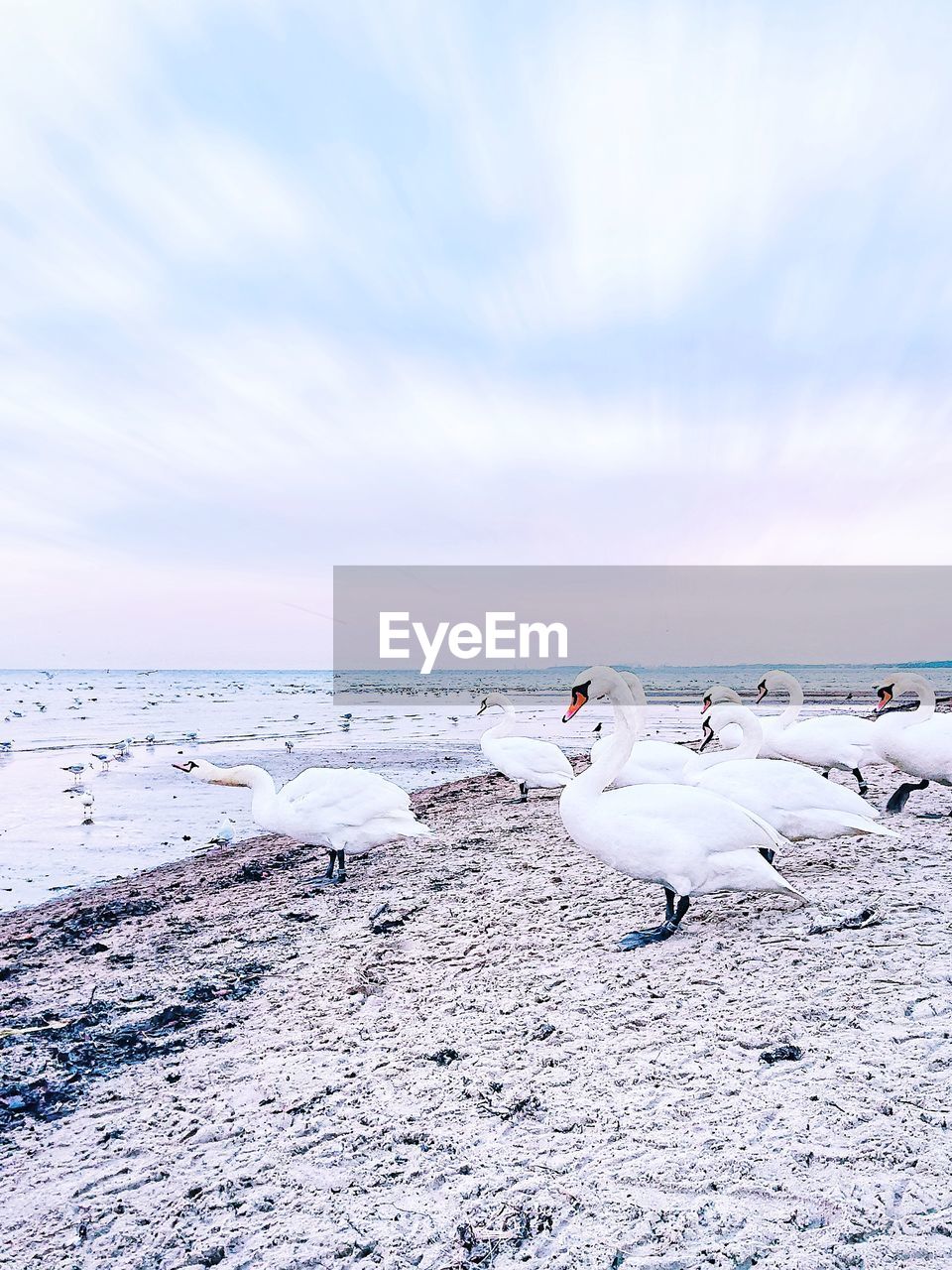 View of seagulls on beach against sky