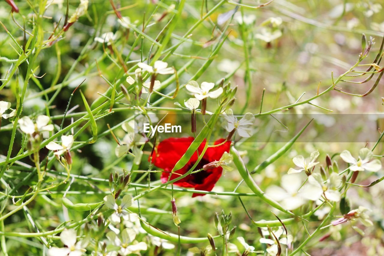 CLOSE-UP OF RED FLOWERING PLANT AGAINST BLURRED BACKGROUND