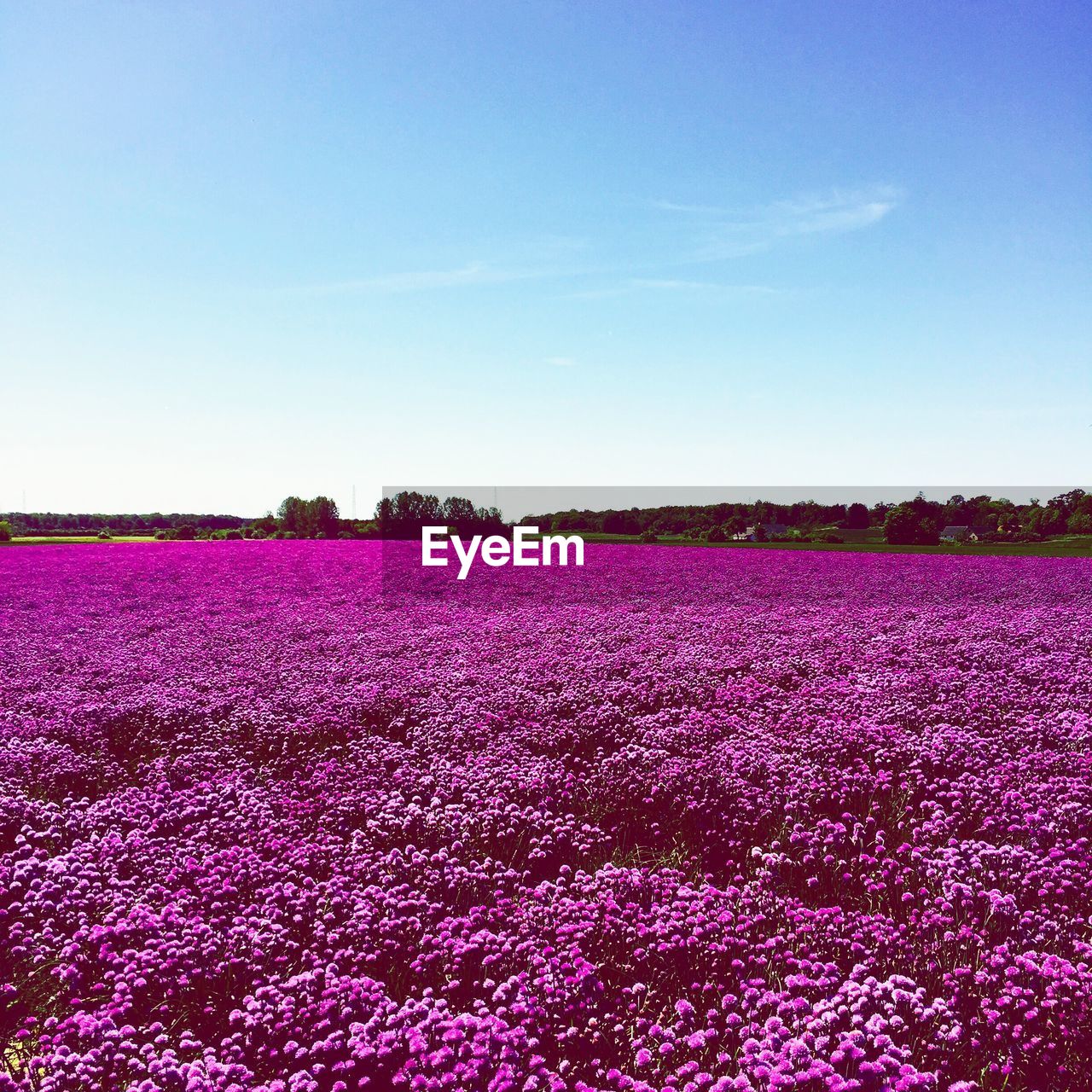 Pink flowers blooming in field