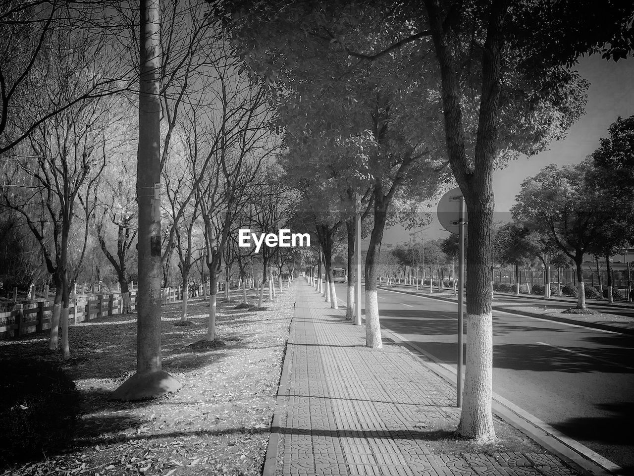 EMPTY FOOTPATH BY TREES IN PARK