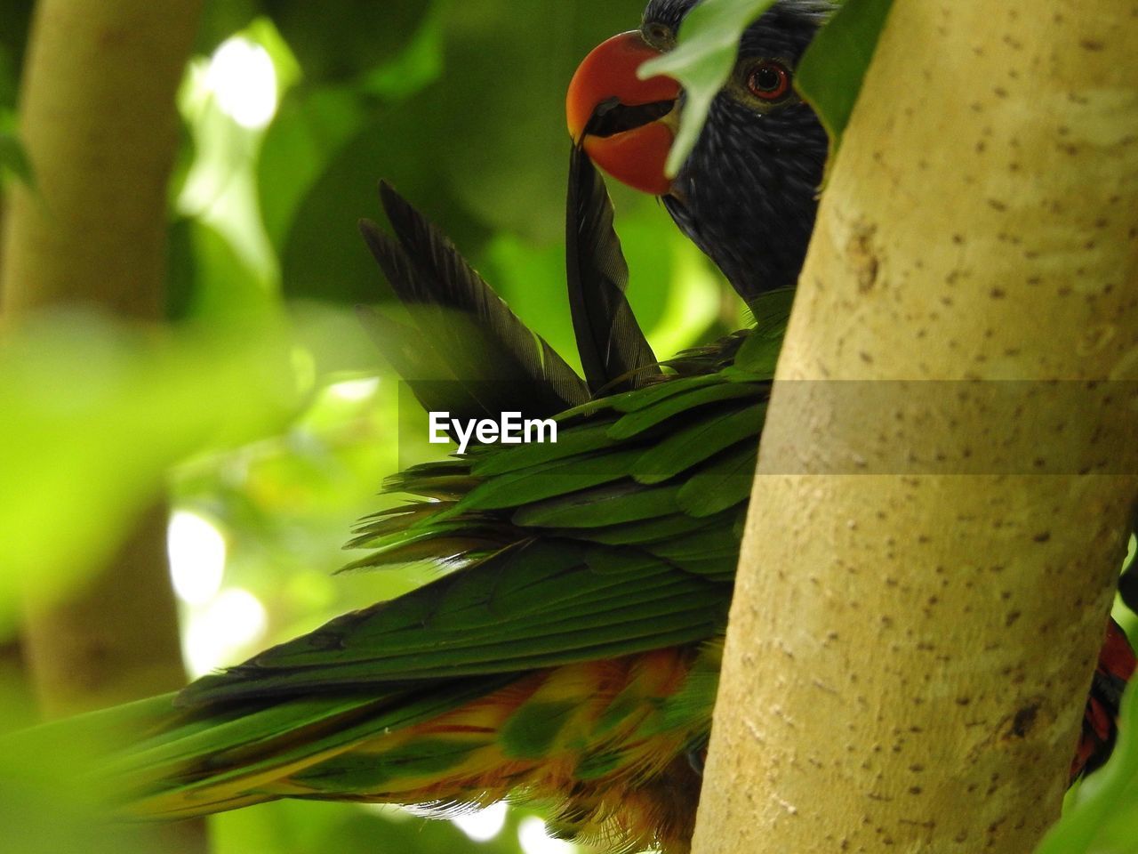 CLOSE-UP OF BIRD IN A TREE