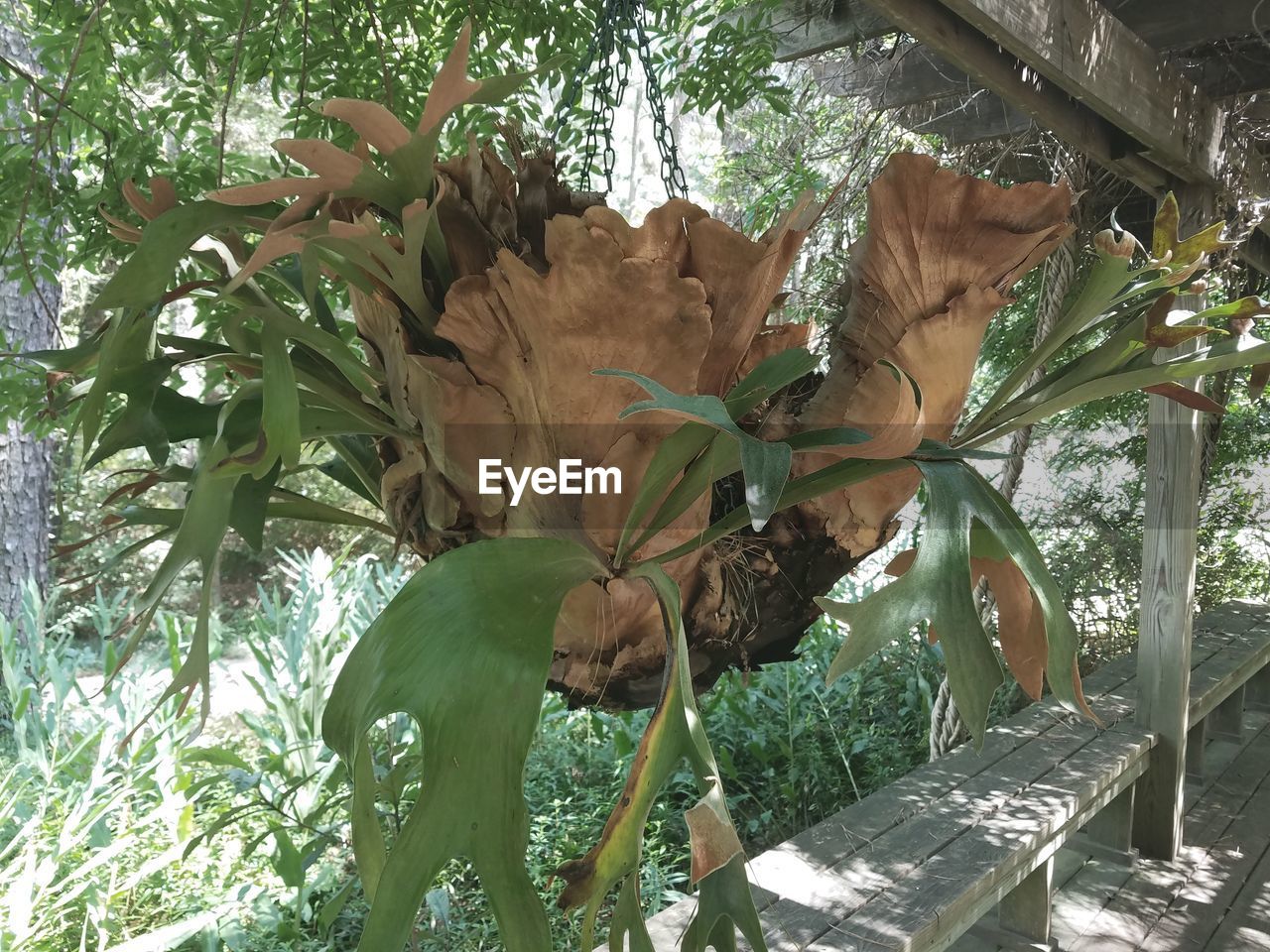 PLANTS GROWING ON TREE TRUNK