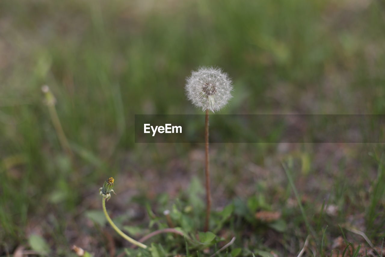 CLOSE-UP OF DANDELION FLOWER GROWING ON LAND