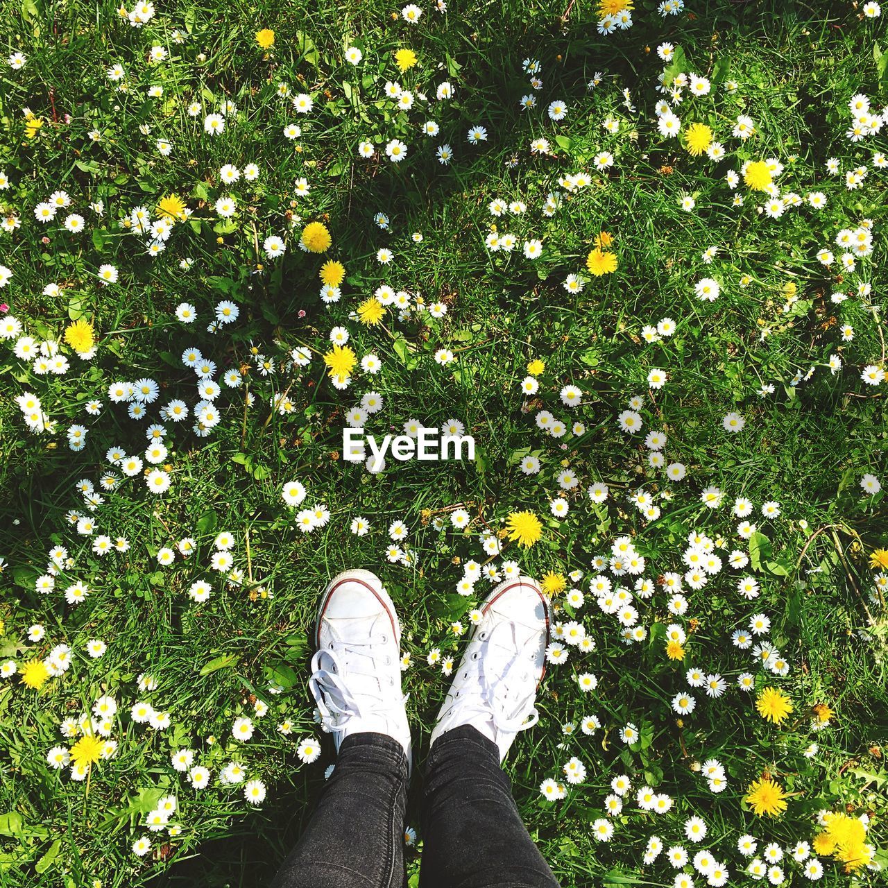 Low section of person standing on daisy flower