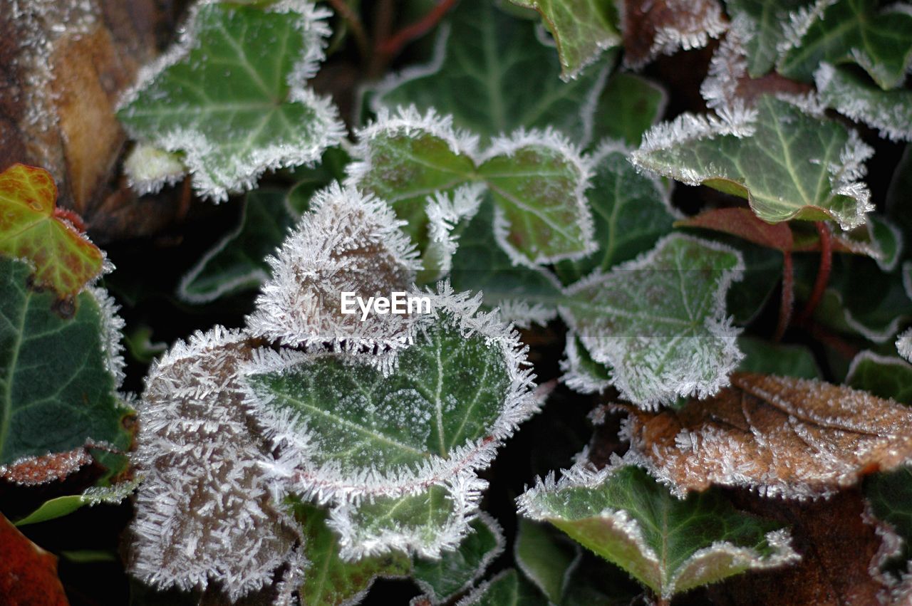 Close-up of frosted plants