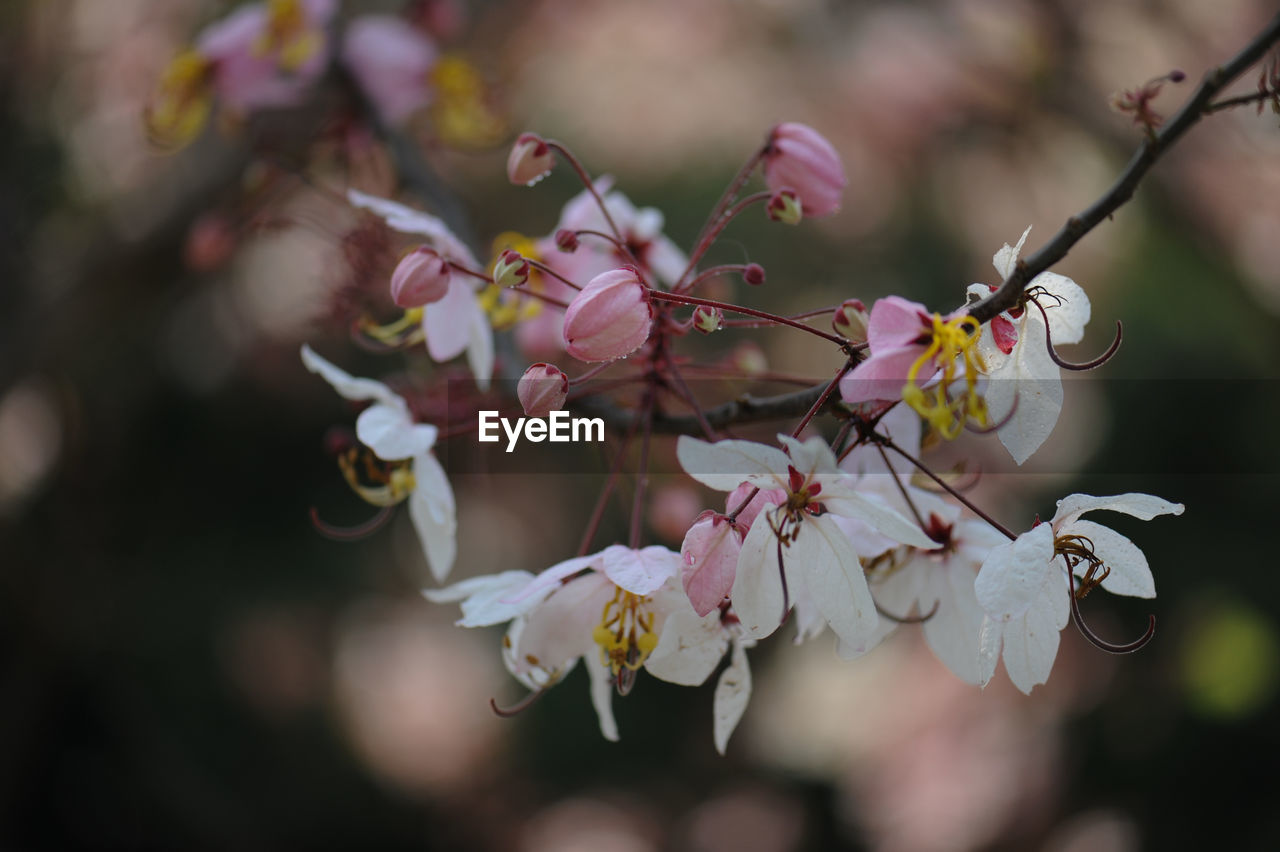 CLOSE-UP OF CHERRY BLOSSOM