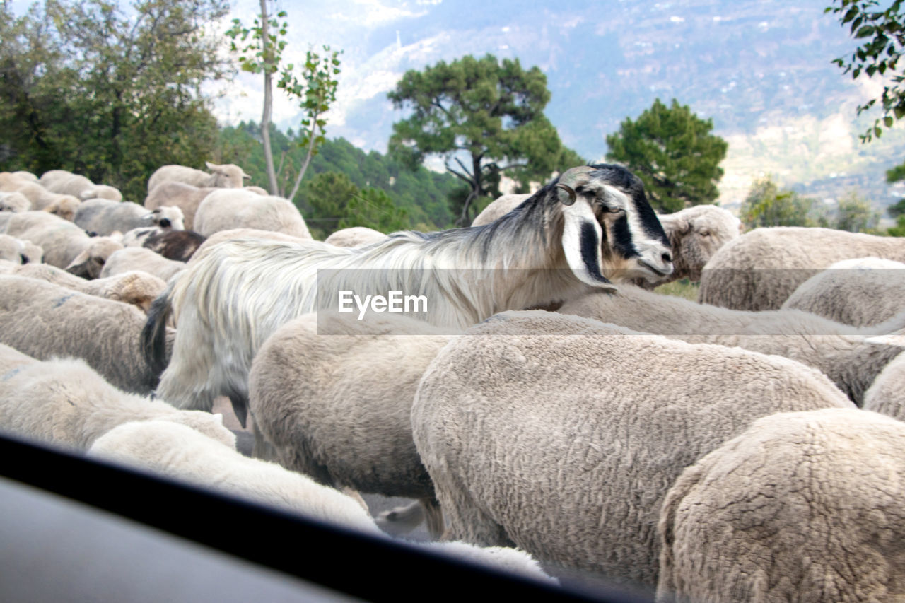 Sheep in a farm