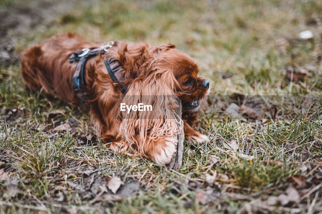 View of a dog on field