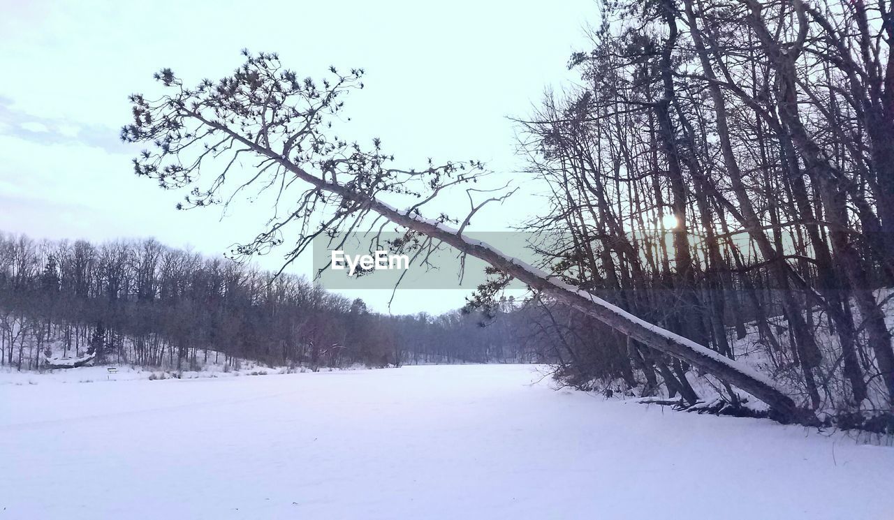 TREES ON SNOW AGAINST SKY