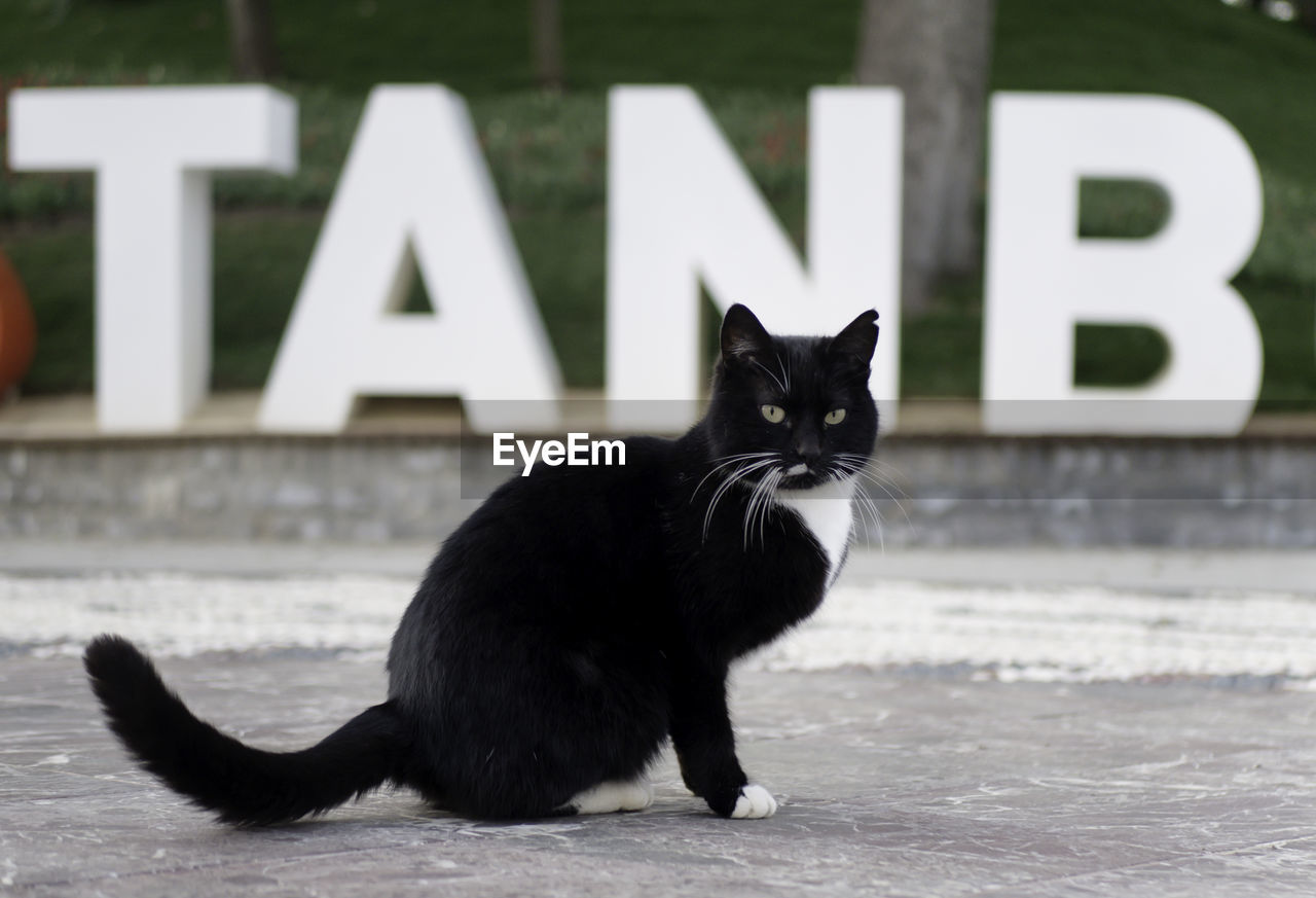 Black and white stray cat istanbul turkey angry cat