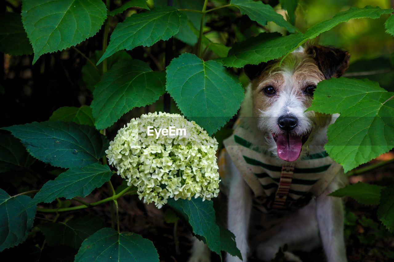 Close-up portrait of dog sitting by plant