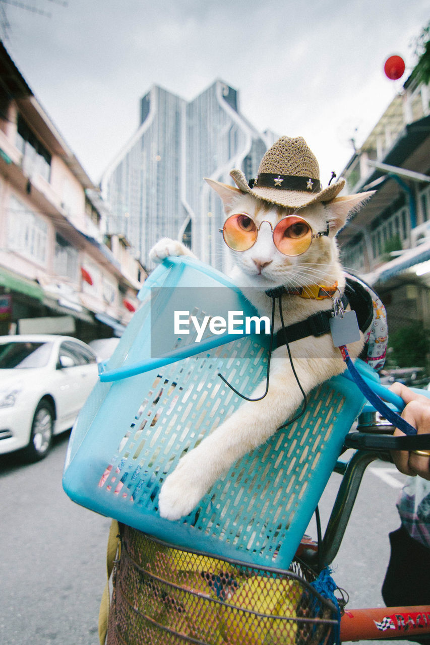 Close-up portrait of cat wearing sunglasses in bicycle basket on road
