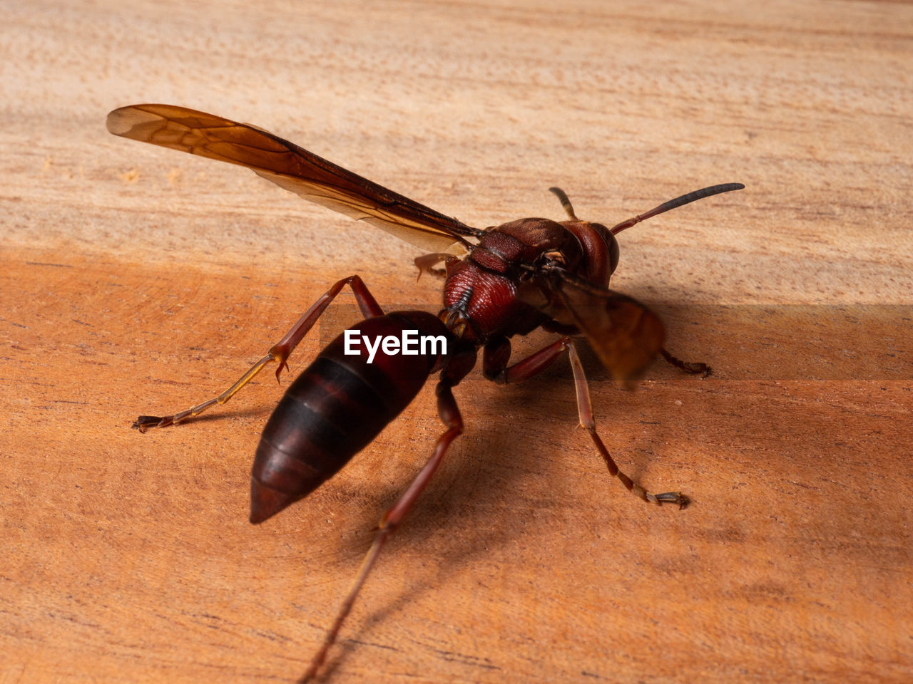 animal themes, animal, insect, animal wildlife, one animal, wildlife, pest, macro photography, close-up, no people, animal body part, brown, nature, wood, animal wing, hornet