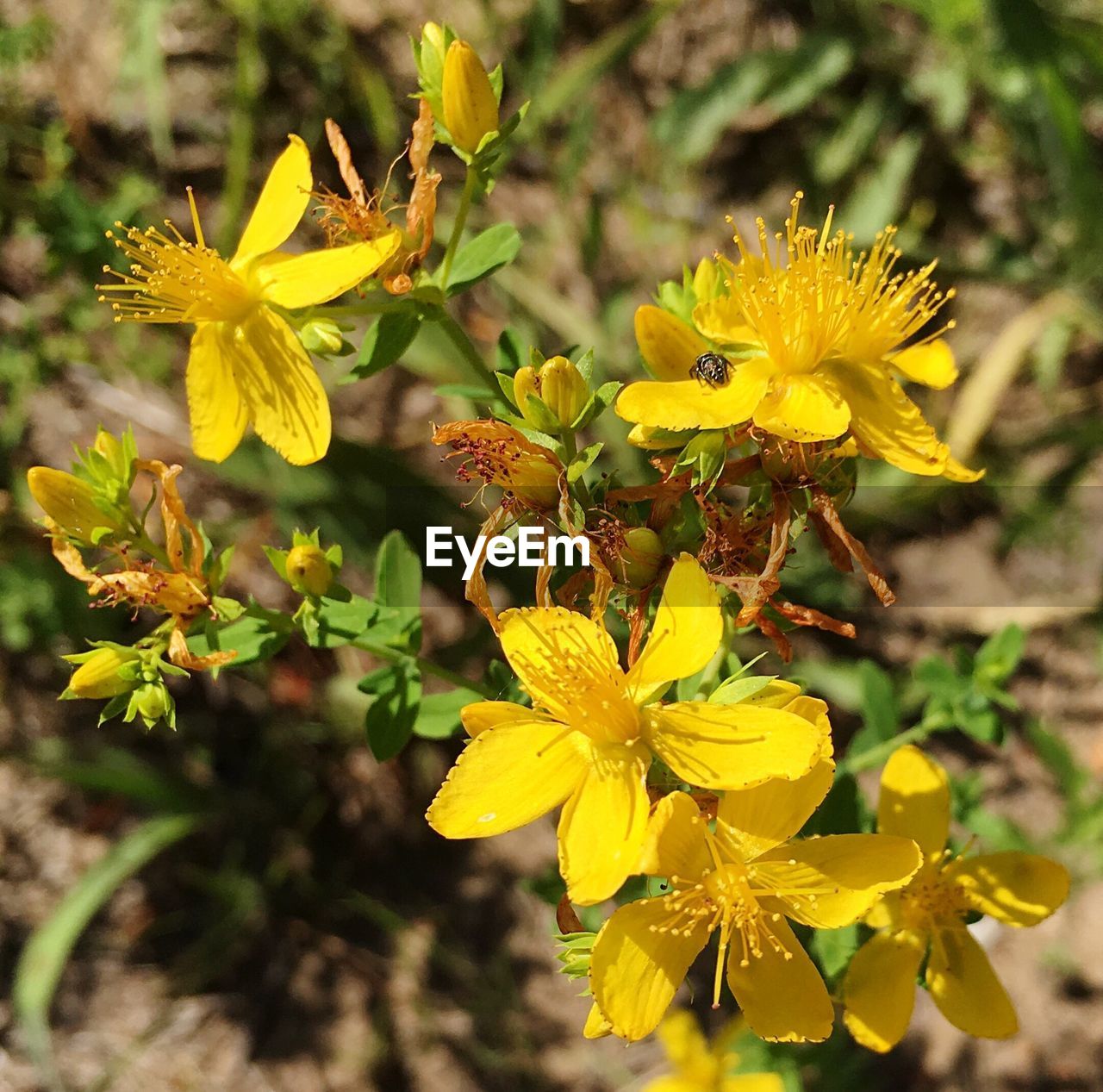 Close-up of yellow flowers