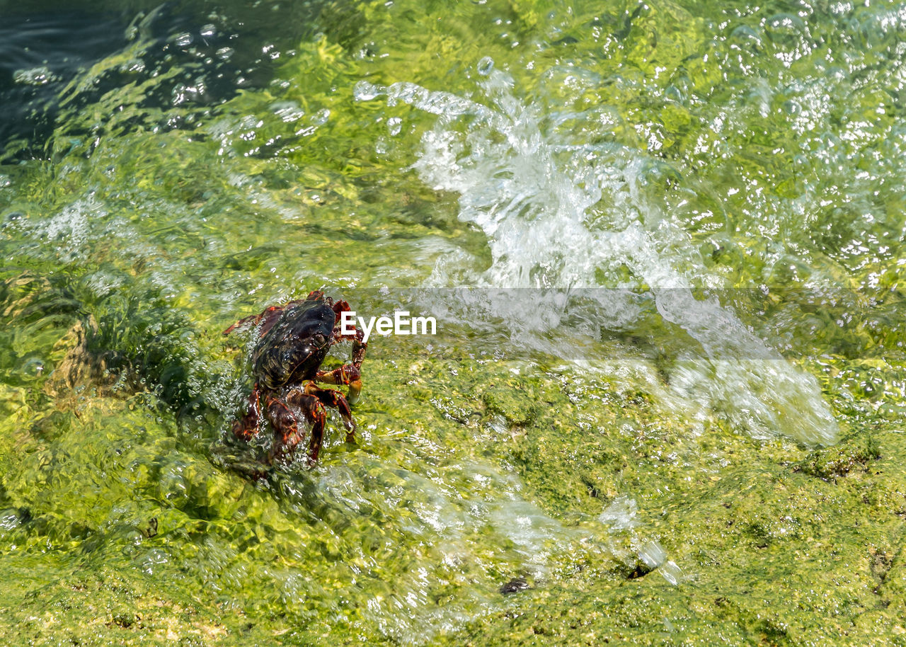 High angle view of crab on rocks by sea