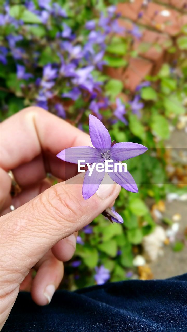 Close-up of woman holding purple flower