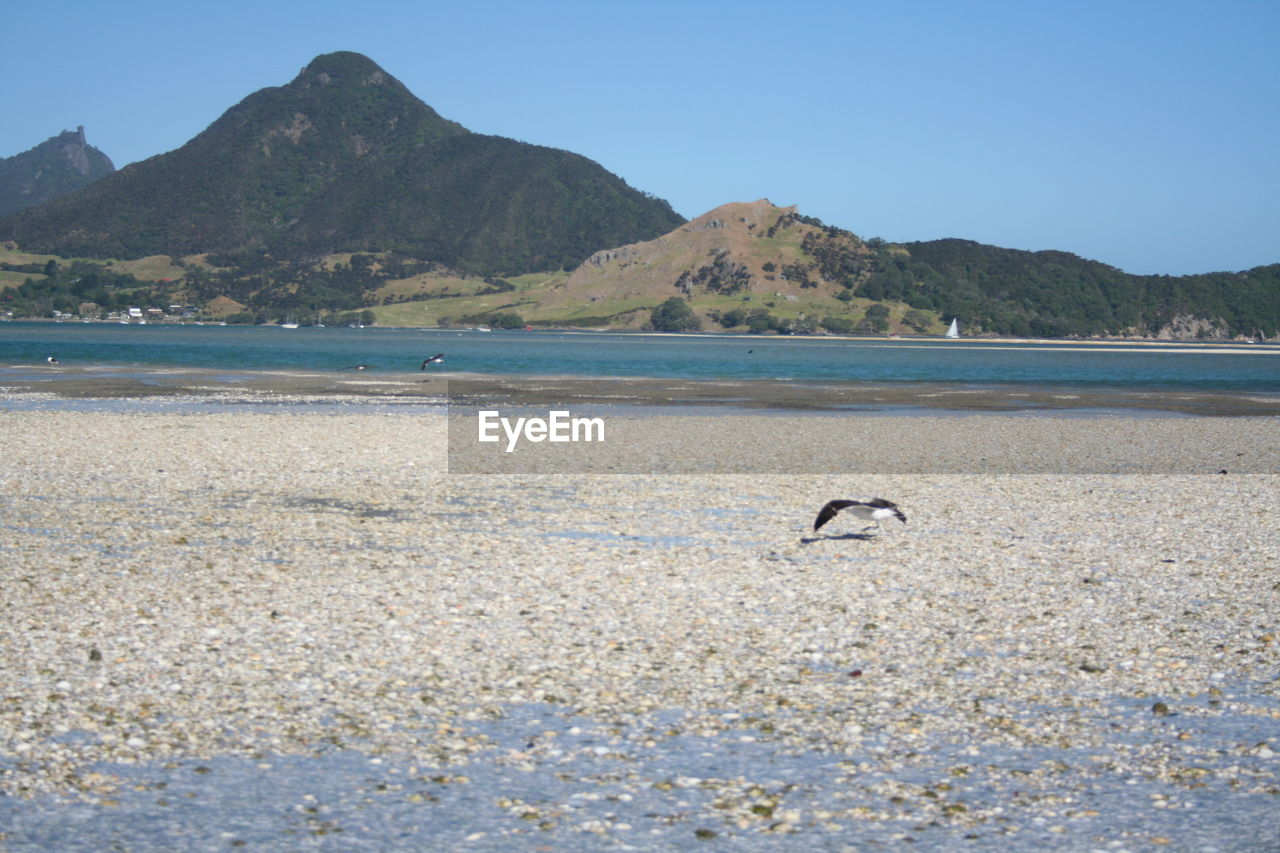 Bird on shore at beach