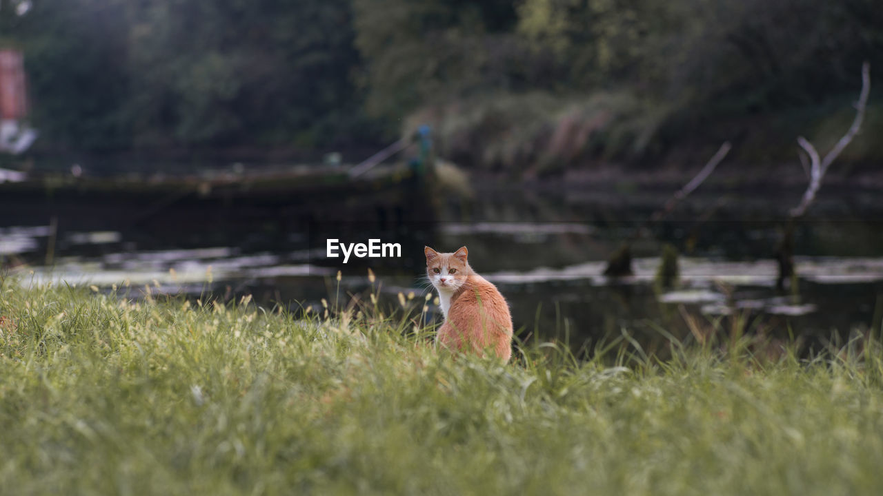 Cat sitting on field