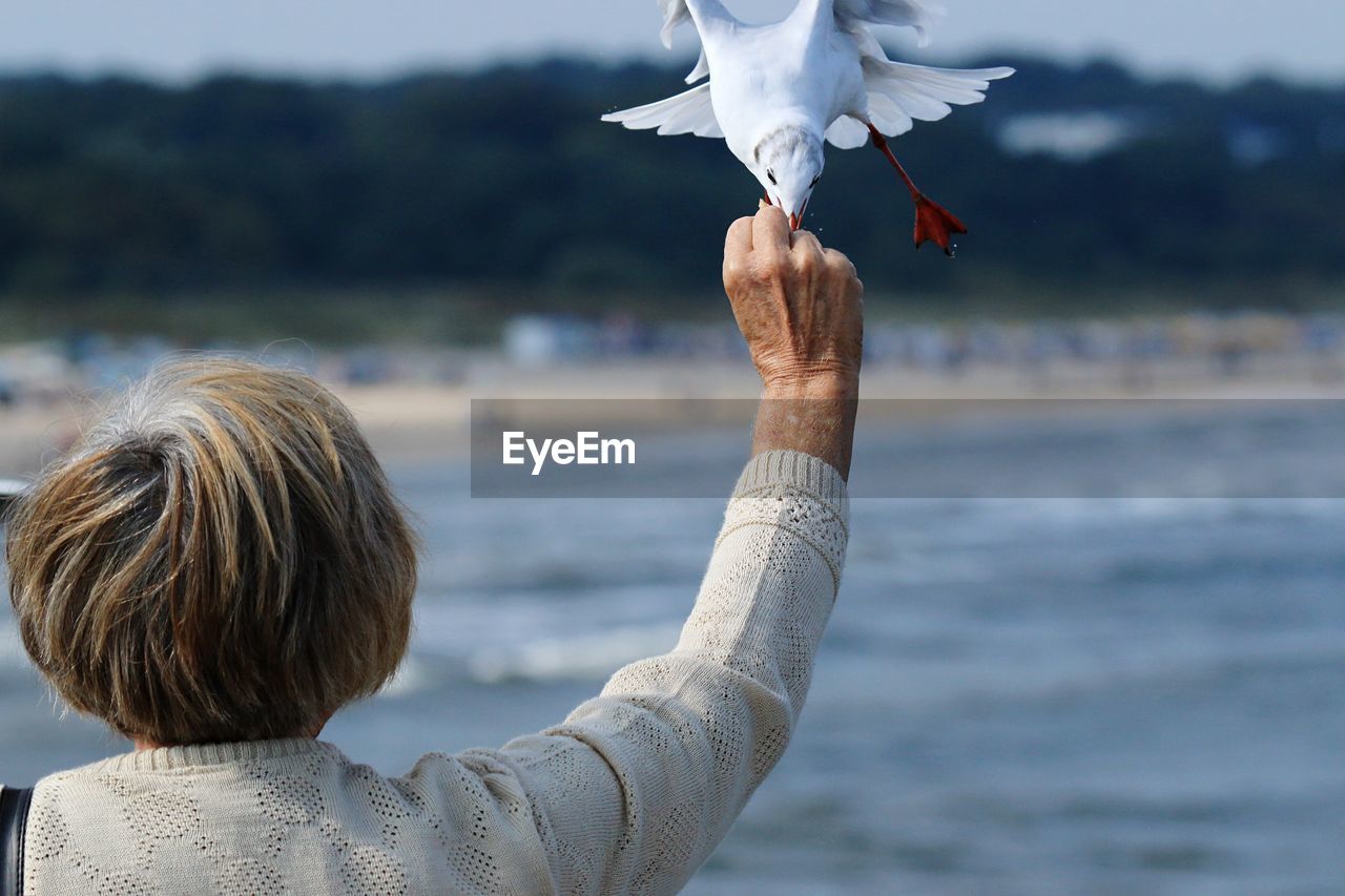 Rear view of senior woman feeding seagull