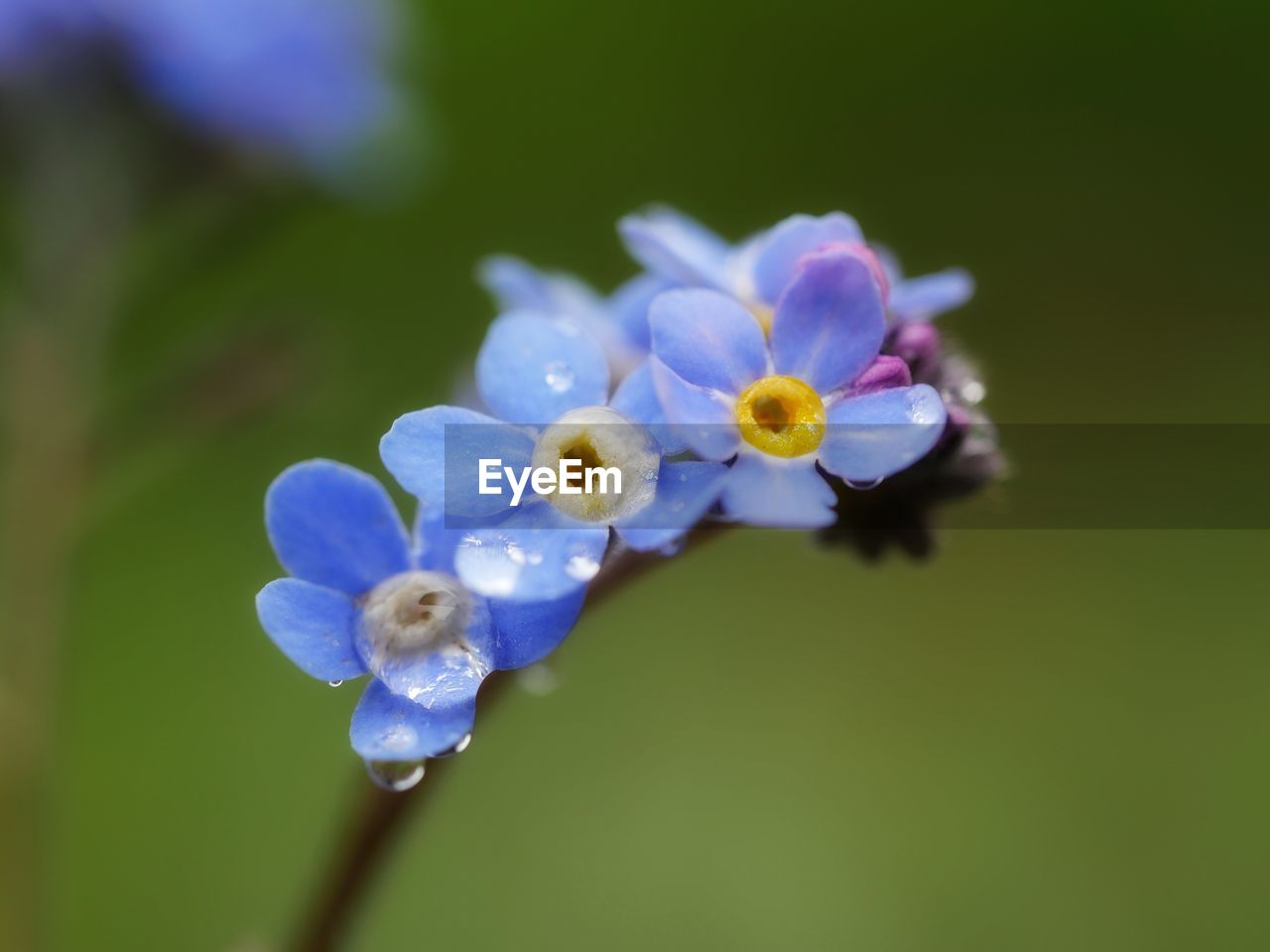 CLOSE-UP OF PURPLE FLOWERS BLOOMING OUTDOORS