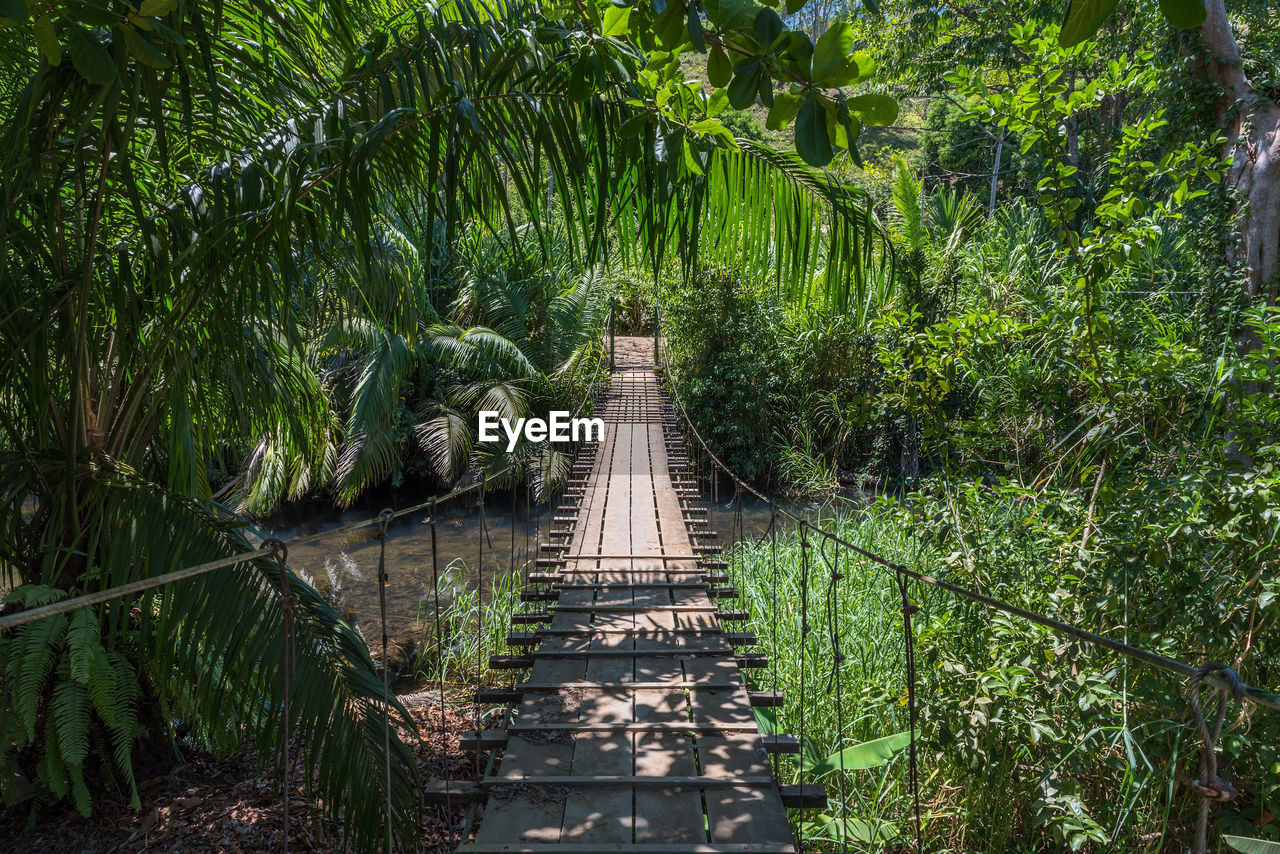 Suspended bridge at natural rainforest park, drake bay costa rica