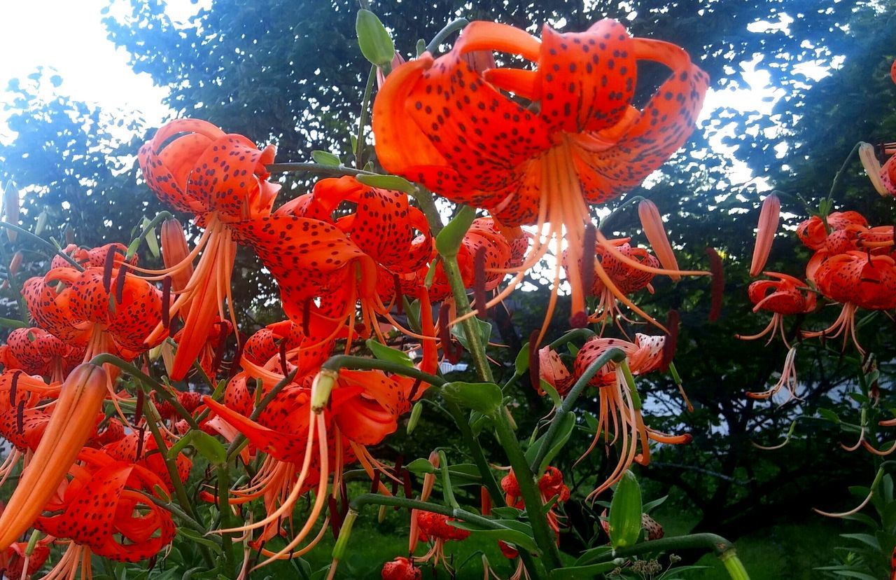 CLOSE-UP OF DAY LILY BLOOMING IN WATER