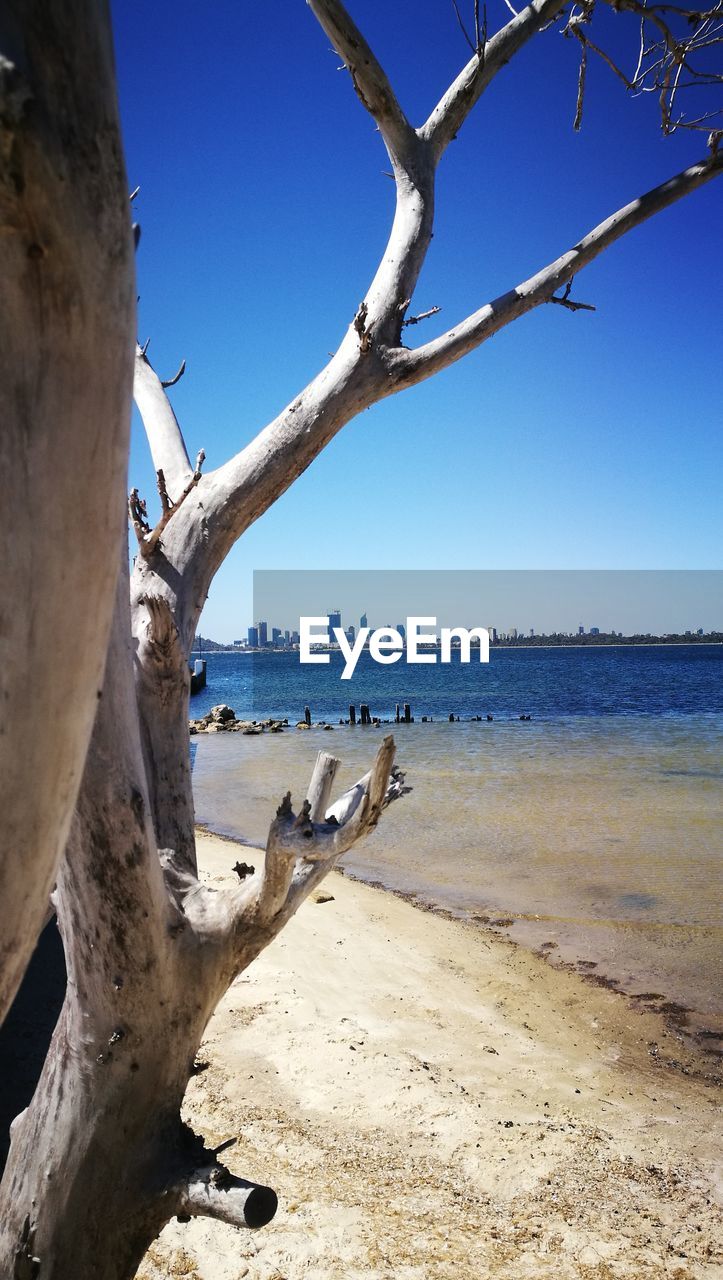 VIEW OF BARE TREE ON BEACH AGAINST CLEAR BLUE SKY