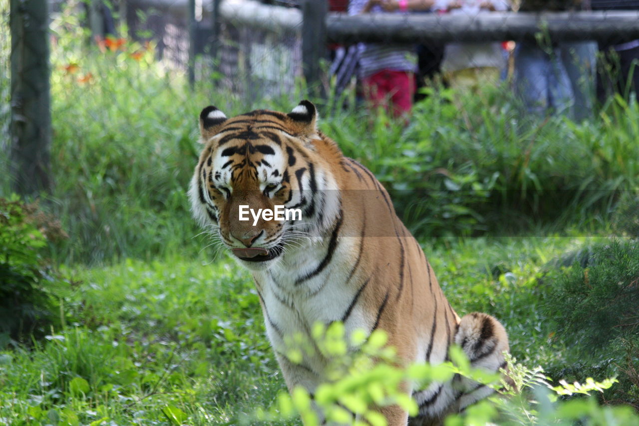 CLOSE-UP OF TIGER IN GRASS