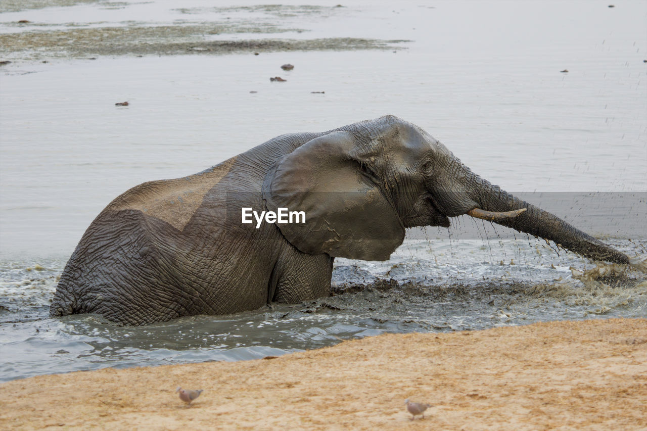 elephant drinking water in lake