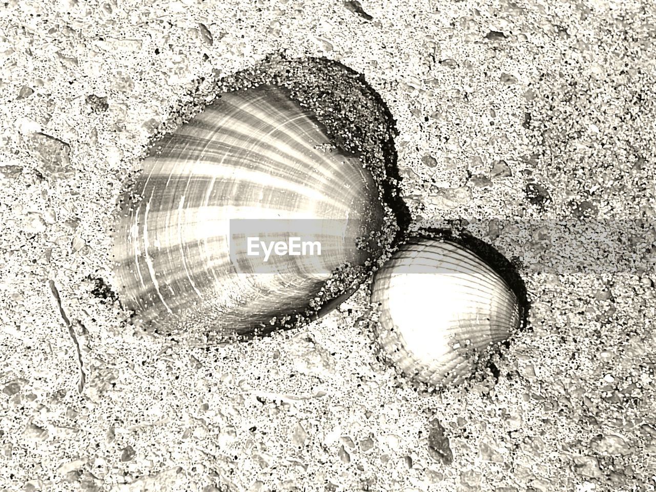 HIGH ANGLE VIEW OF A SHELL SHELLS