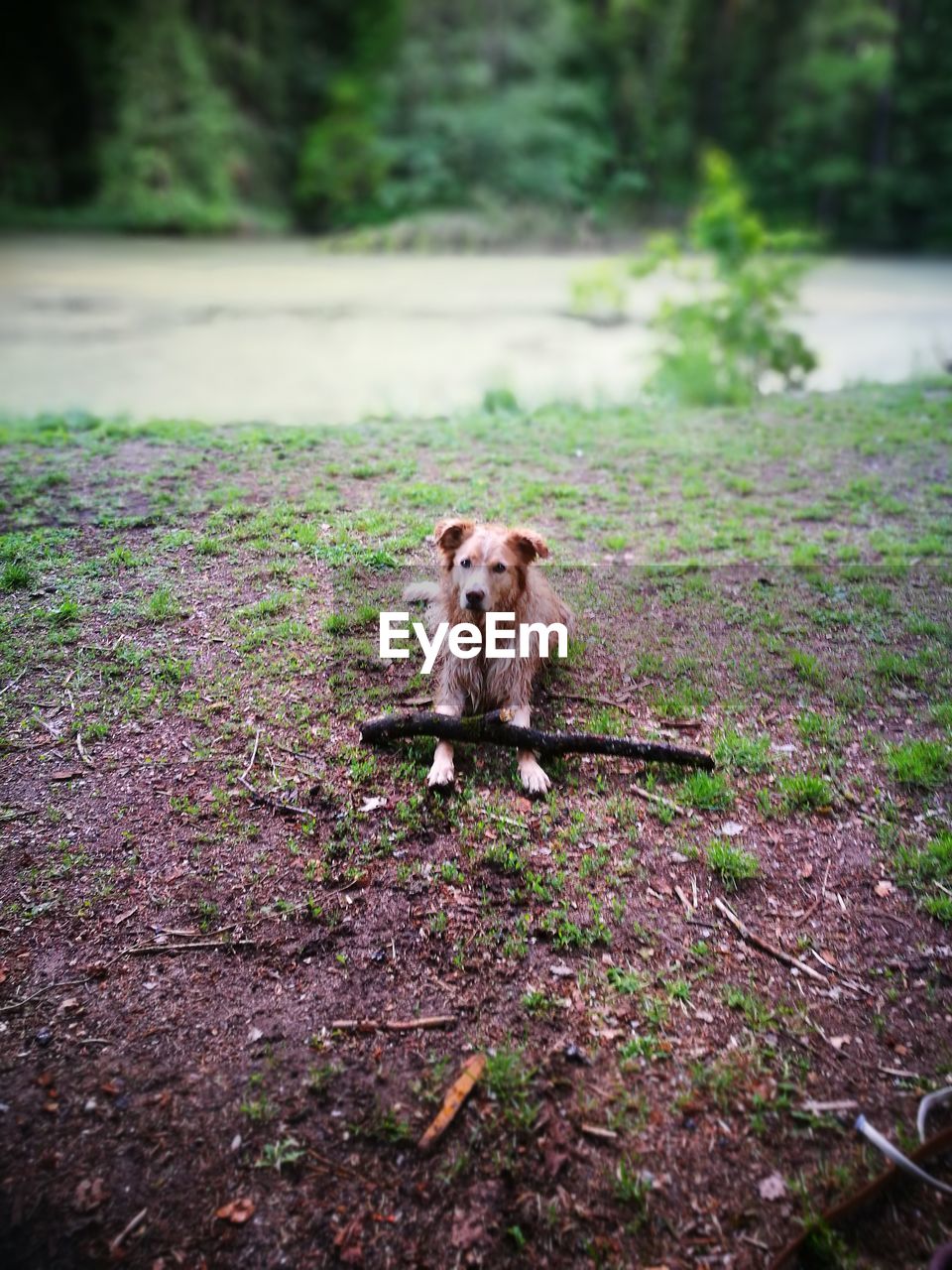 DOG STANDING ON GROUND