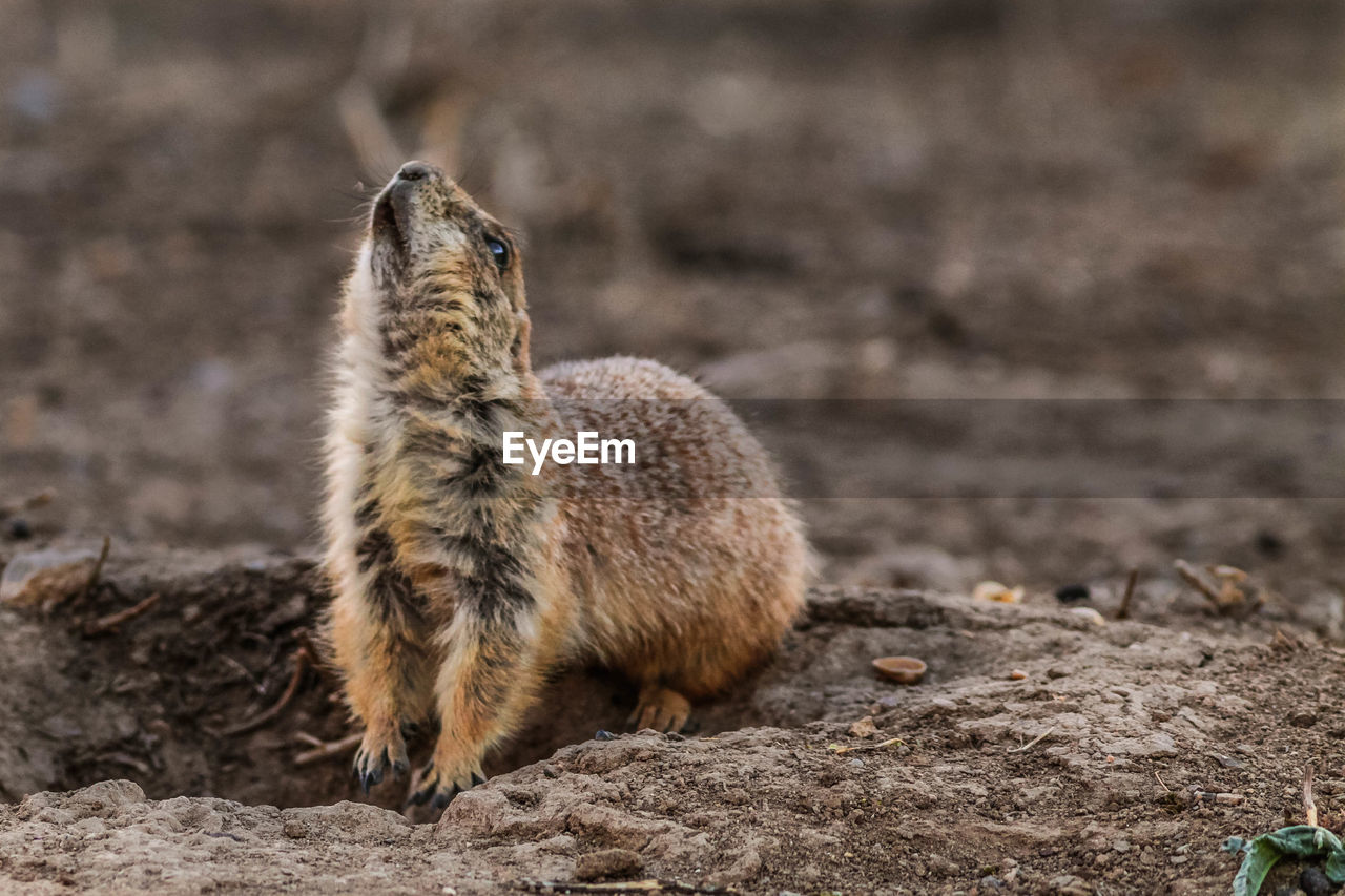 CLOSE-UP OF SQUIRREL ON FIELD