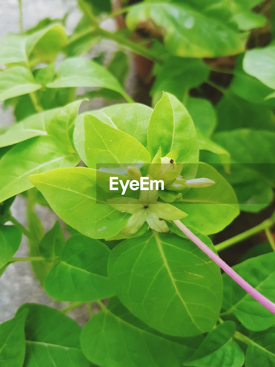 CLOSE-UP OF GREEN PLANTS