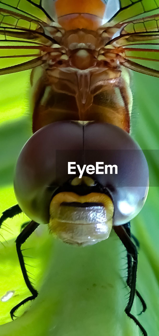 MACRO SHOT OF INSECT ON LEAF