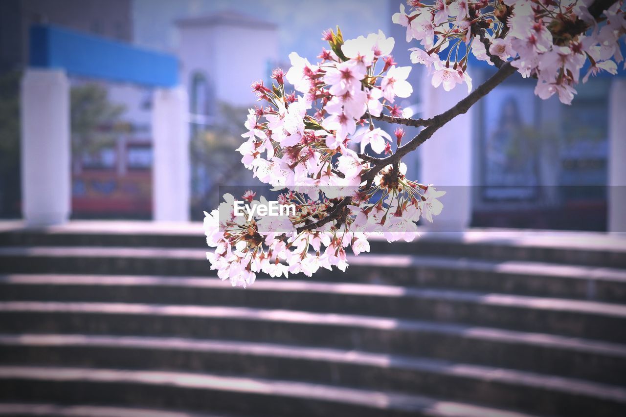 CLOSE-UP OF CHERRY BLOSSOM