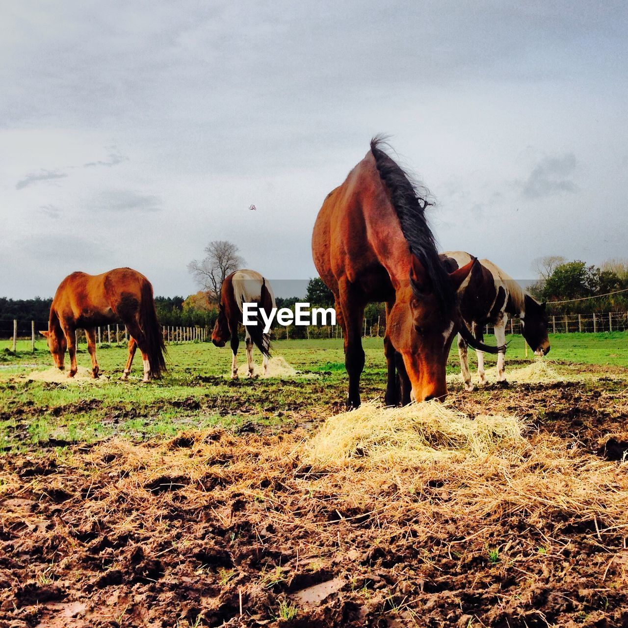 Horses eating on grassy field against sky